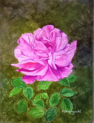 Pink Bayside Rose by Deidre Hamaguchi (2025)
