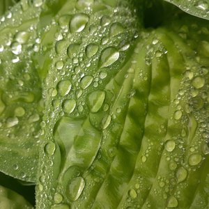 Green Rain by Urshala Harvey (2024)