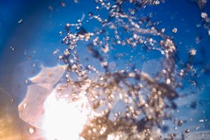 Wild Hearts by Conni Freestone