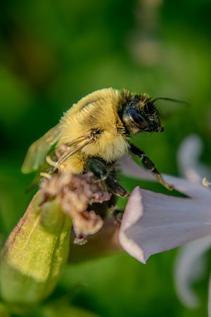 Humble Bumble by Carolyn Lord (2026)