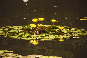 Waterlily   by Armando Herrera (2026)