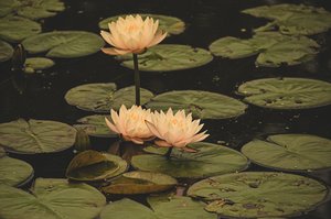 Flor de Loto by Armando Herrera (2026)
