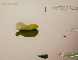 Lotus Leaf by Armando Herrera (2024)