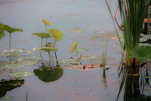 Lotus in Spring by Armando Herrera (2024)