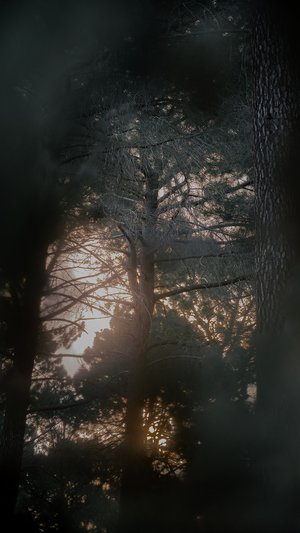 Waug by Wesley Jackson