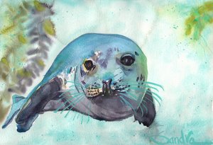 Channel Islands Seal by Sandra Stone