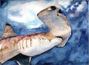 Hammerhead Shart by Sandra Stone