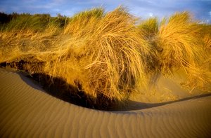 Sunset Dunes by Andrew Ferko (2008)
