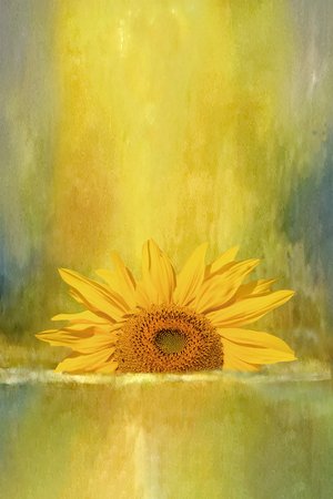 Dipping Sunflower by Joan Everds