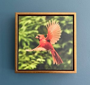 Cardinal Cha Cha by Terry Thiele (2026)