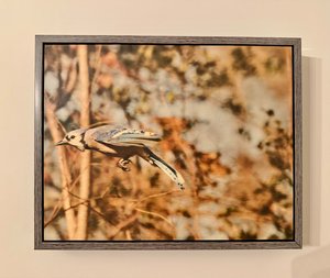 Escape by Terry Thiele (2026)