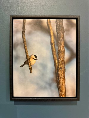 Chickadee Among the Vines by Terry Thiele (2026)