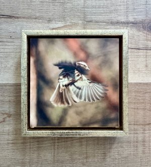 Sparrow Samba by Terry Thiele (2026)