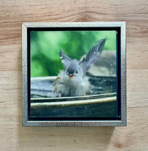 Splish Splash Titmouse Taking a Bath by Terry Thiele (2026)