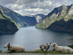 Guardians of the View by Michele Deitch (2024)