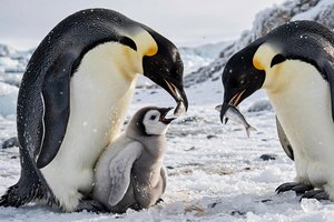 Family of Winter Penguins caring for their young  by Cindy H Nene