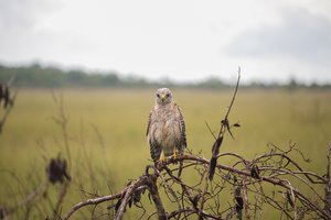 Everglade Hawk by Matthew Spencer