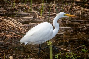 Great Egret Fishing by Matthew Spencer