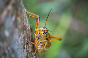 Hopper by Matthew Spencer