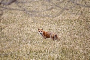 Fox by Matthew Spencer
