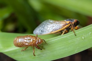 Molting by Matthew Spencer