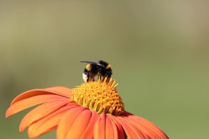 Pollination by Matthew Spencer