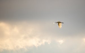 Flying Great by Matthew Spencer