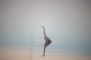 Great Blue by Matthew Spencer
