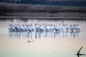 Pelican Island by Matthew Spencer