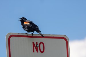 NO by Matthew Spencer