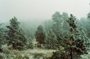 Frost in the Rocky Mountains by Matthew Spencer