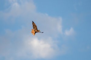 Red Tail by Matthew Spencer