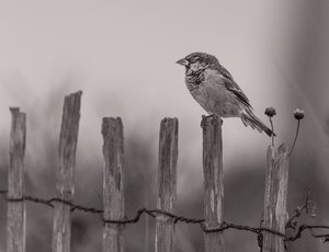 House Sparrow. Out of Season by Joseph Gall