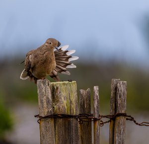 Mourning Dove. One Small Unfurl by Joseph Gall