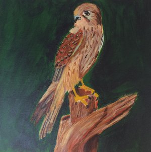 Falcon perched on branch by Maria Norton (2026)