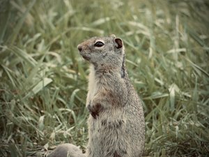 Prairie Dog- Grand Teton National Park by Jenna Abul (2023)
