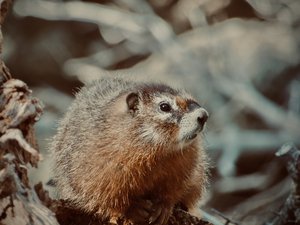 Yellow Bellied Marmot- Grand Teton National Park by Jenna Abul (2023)