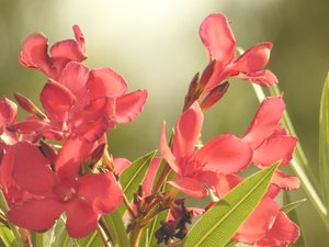 Oleander Flower- Grand Teton National Park by Jenna Abul (2023)
