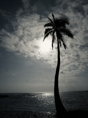 Palm Tree- Hawaii by Jenna Abul (2024)
