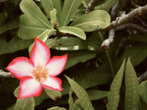 Desert Rose- Hawaii by Jenna Abul (2024)