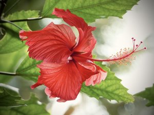 Hibiscus- Hawaii by Jenna Abul (2024)
