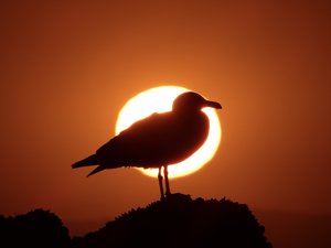 Seagull at Sunset- Laguna Beach Pirate’s Tower by Jenna Abul (2024)