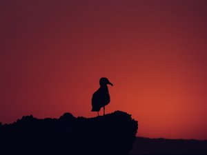 Seagull on a Rock- Laguna Beach Pirate’s Tower by Jenna Abul (2024)