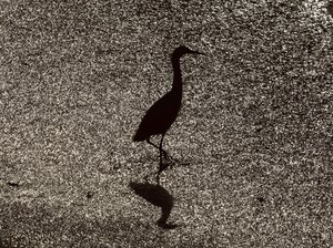 Snowy Egret- Moon Stone Beach Park by Jenna Abul (2025)