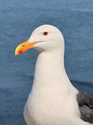 Seagull Portrait- Morro Bay by Jenna Abul (2025)