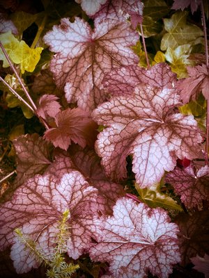 Coral Bells- Hyde Park by Jenna Abul (2025)