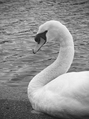 Mute Swan- Hyde Park  by Jenna Abul (2025)