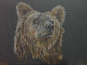 Brown Bear, Proud Bear by Shana Ryback (2026)