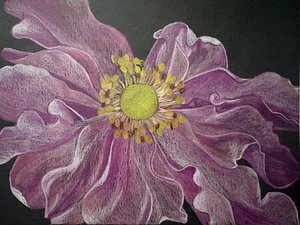 Japanese Anemone by Shana Ryback (2026)