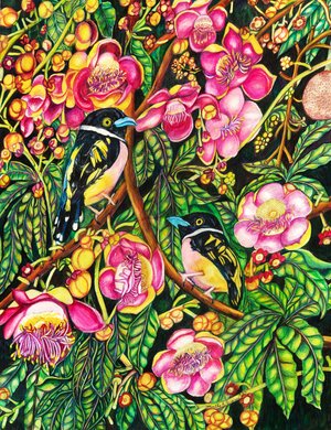 Black-yellow Broadbill Bird Print by Martha Greiner (2026)